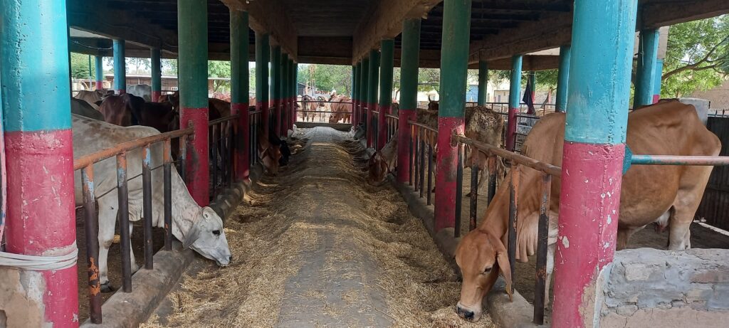 Healthy indigenous cow producing fresh A2 milk
